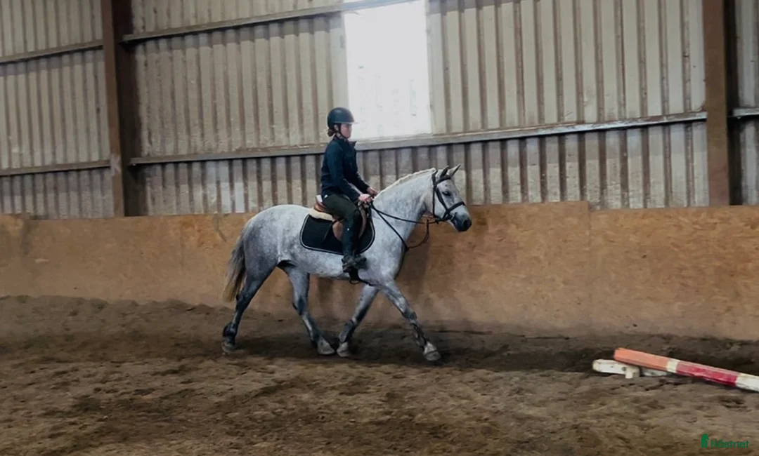 Allround hästar till salu: Selection of Connemara ponies  - Annons 24
