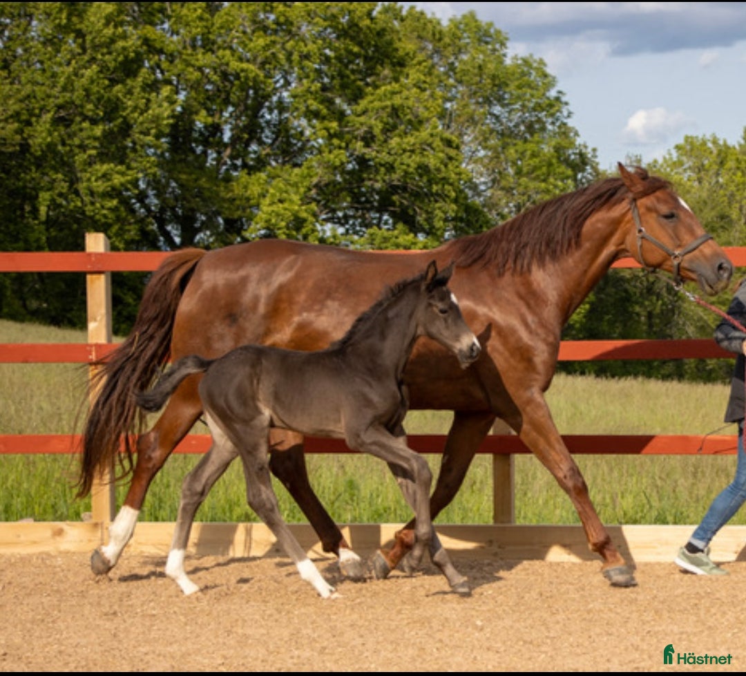 Dressyr hästar till salu: Otroligt vacker stoföl i Habo - Annons 1