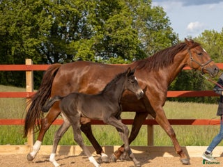Dressyr hästar till salu: Otroligt vacker stoföl i Habo - Annons 1