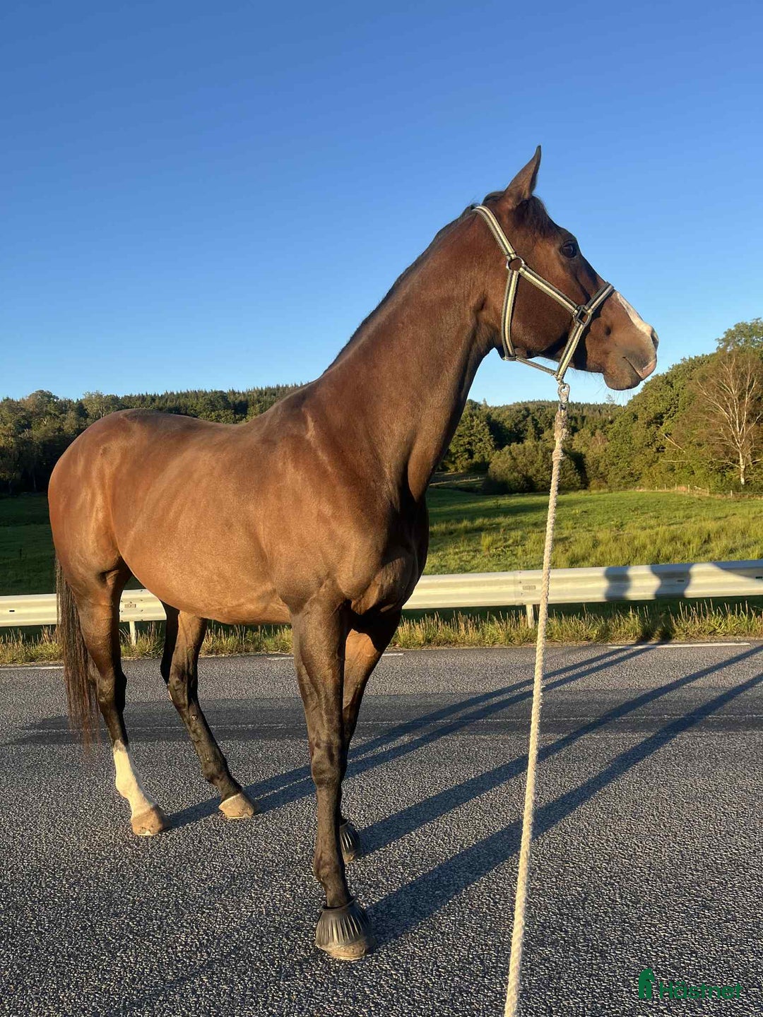 Allround hästar till salu: Zalazar – vackert fullblod med stor potential i Veddige - Annons 10