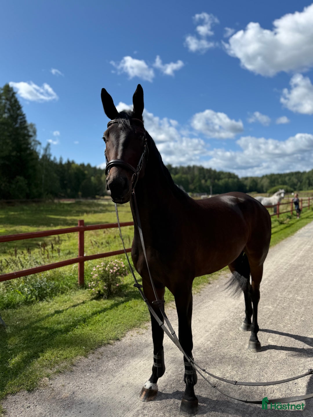 Dressyr hästar till salu: Underbar och reslig valack  i Runhällen - Annons 2