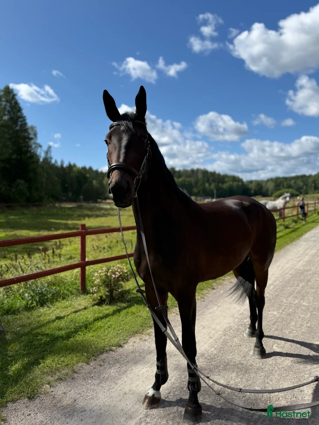 Dressyr hästar till salu: Underbar och reslig valack  i Runhällen - Annons 2