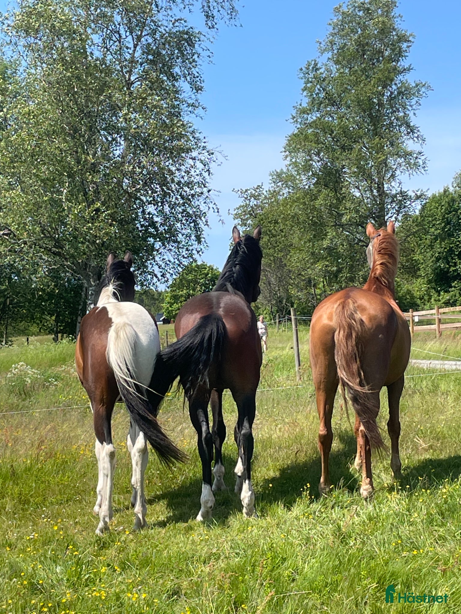  hästar Bästa vän till dressyr och allround - Annons 2