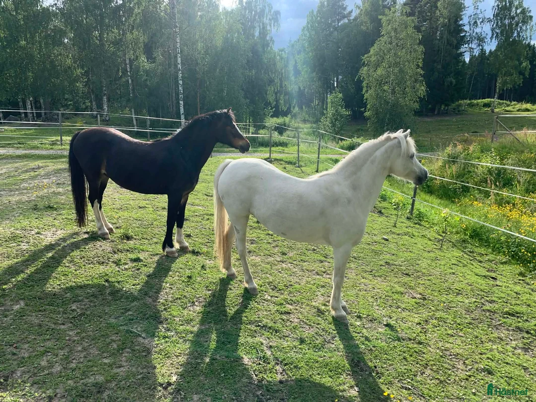 Allround hästar till salu: Socker­söt B-ponny med stor charm  i Sundsvall - Annons 2