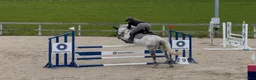 Hoppning hästar till salu: Snäll & okomplicerad ponny⭐️ - Annons 1