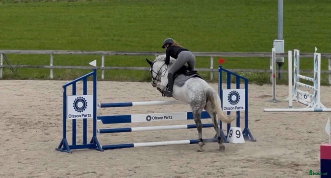 Hoppning hästar till salu: Snäll & okomplicerad ponny⭐️ - Annons 1