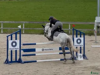 hästar Snäll & okomplicerad ponny⭐️ - Annons 6