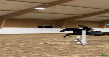  hästar i Rimbo - Annons 7