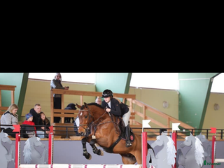 hästservice Inridning/utbildning/tävling/försäljning i Nybro - Annons 12