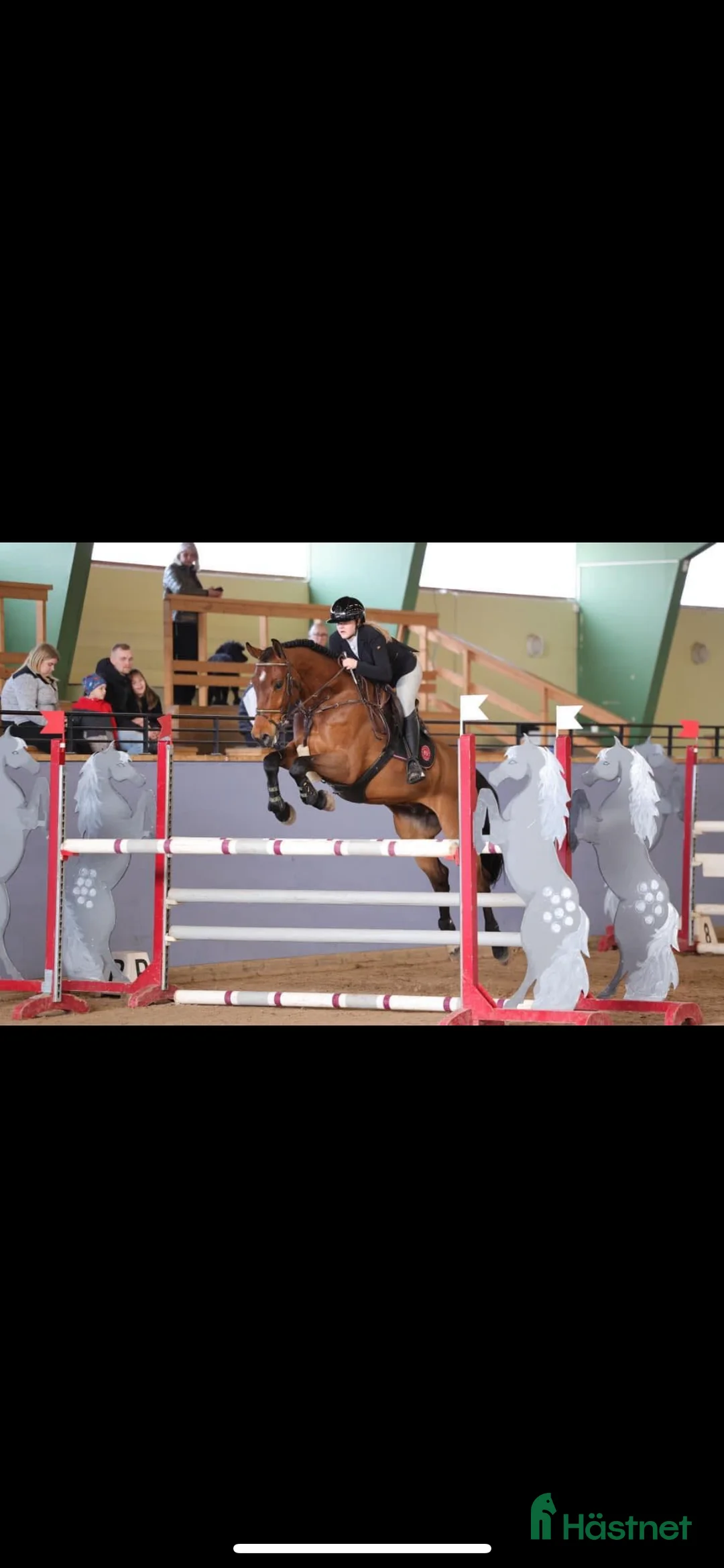  hästservice finnes: Inridning/utbildning/tävling/försäljning i Nybro - Annons 1