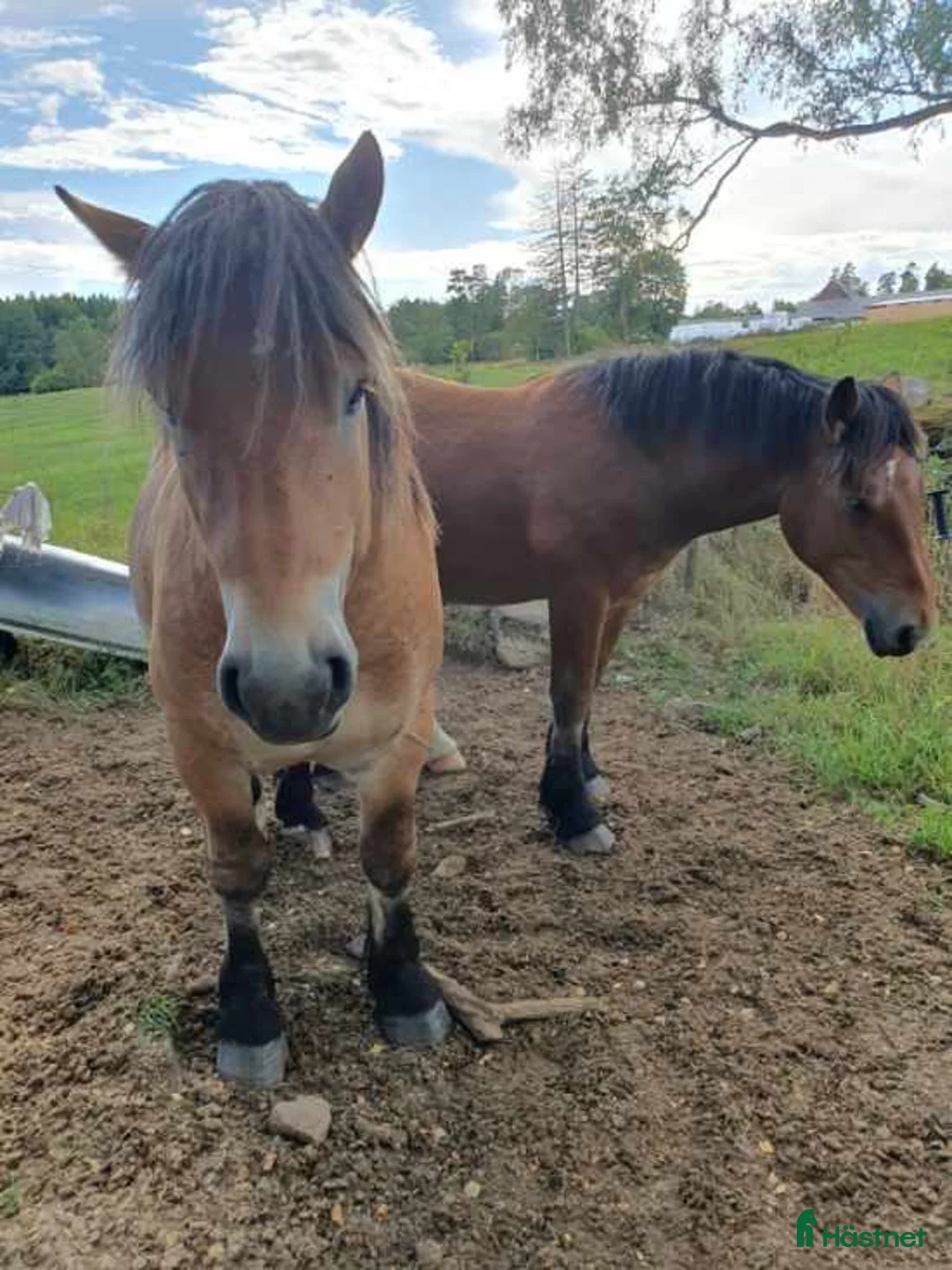 Övrigt hästar till salu: Ardenner Casper  i Linderöd - Annons 2