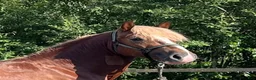 Allround hästar till salu: Welsh Cob val med super temperament - Annons 3