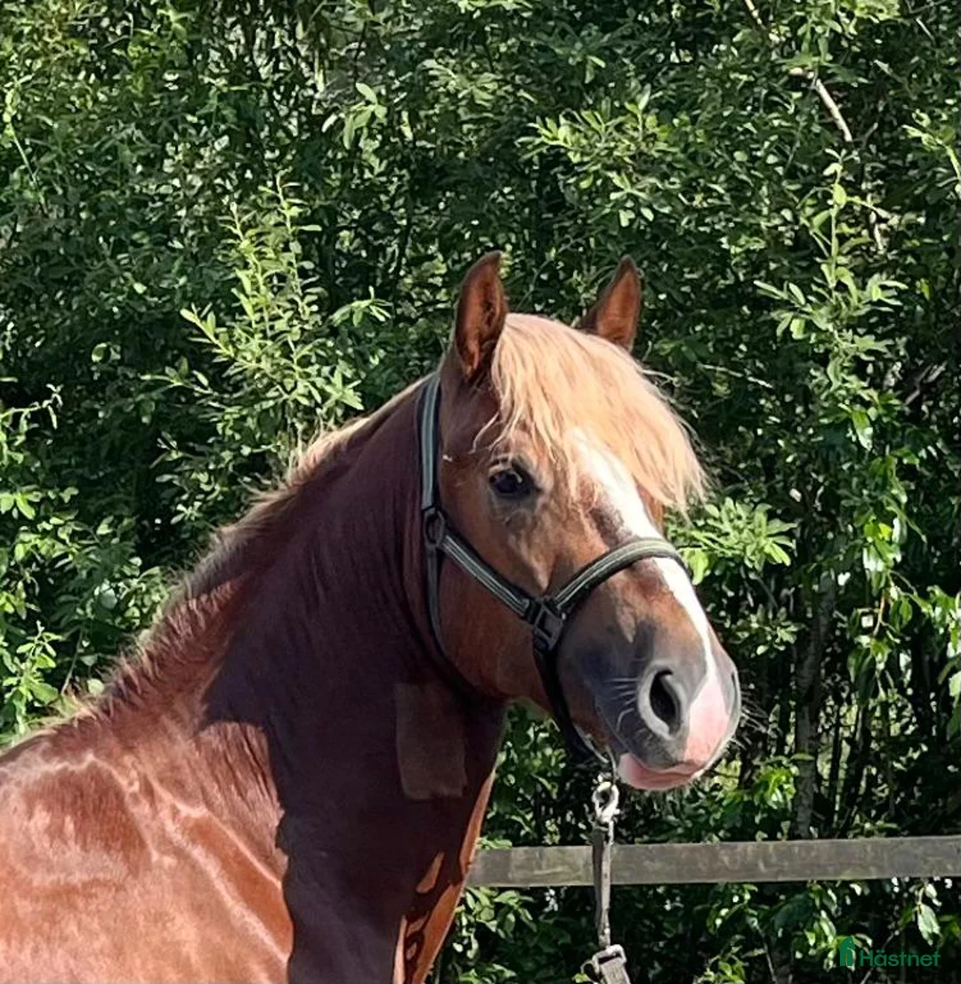 Allround hästar till salu: Welsh Cob val med super temperament - Annons 3