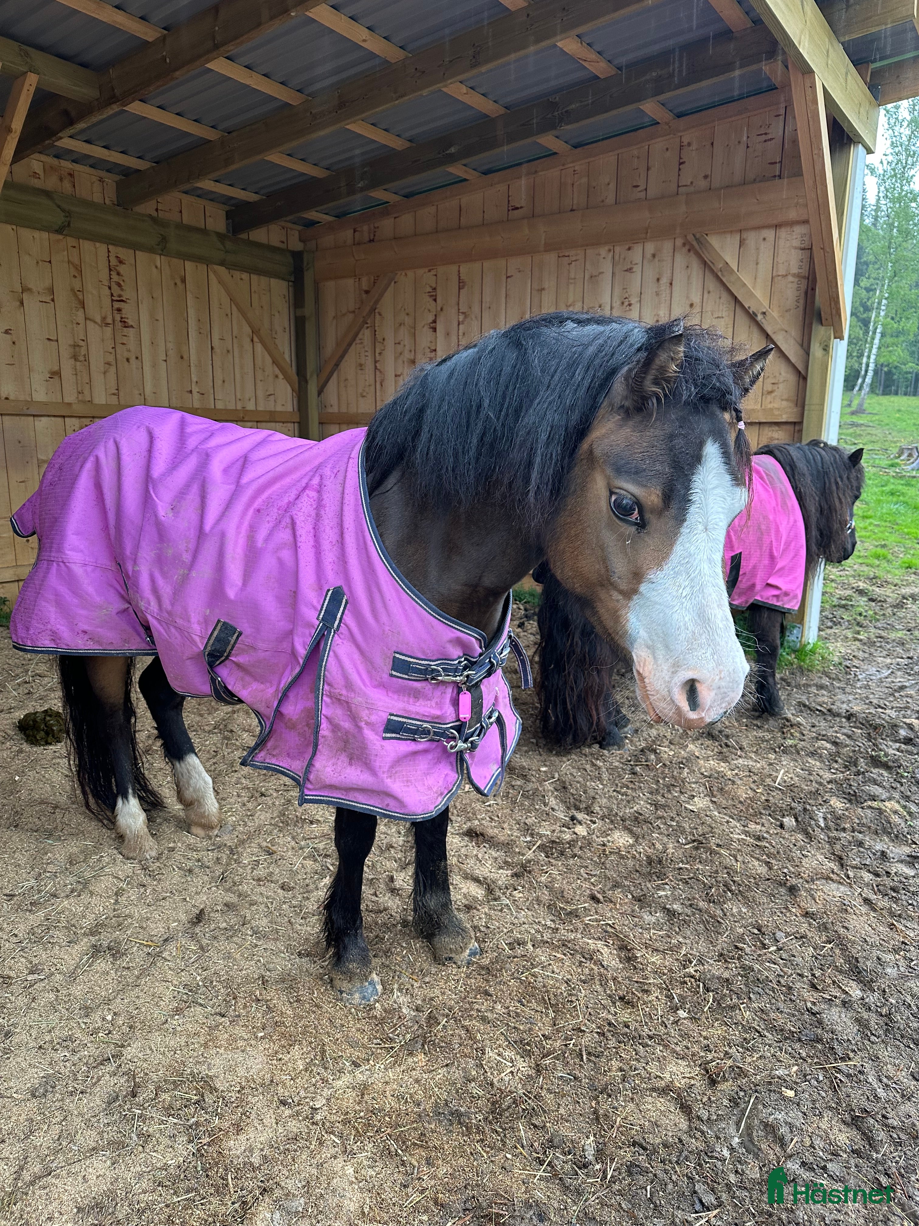  hästar Welsh mountain  i Smedjebacken - Annons 1