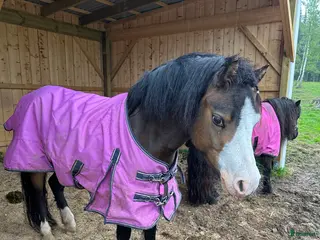 hästar Welsh mountain i Smedjebacken - Annons 1