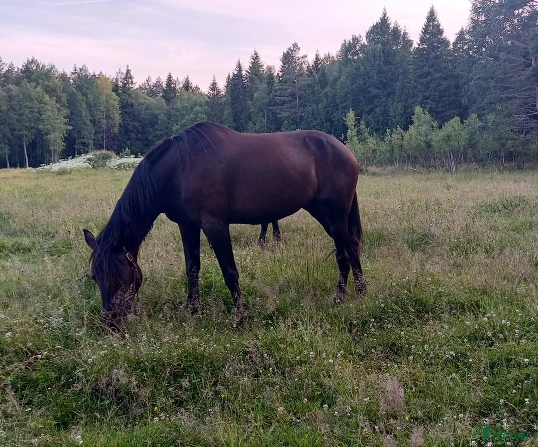 Övrigt hästar till salu: Världens bästa Ebba - Annons 1