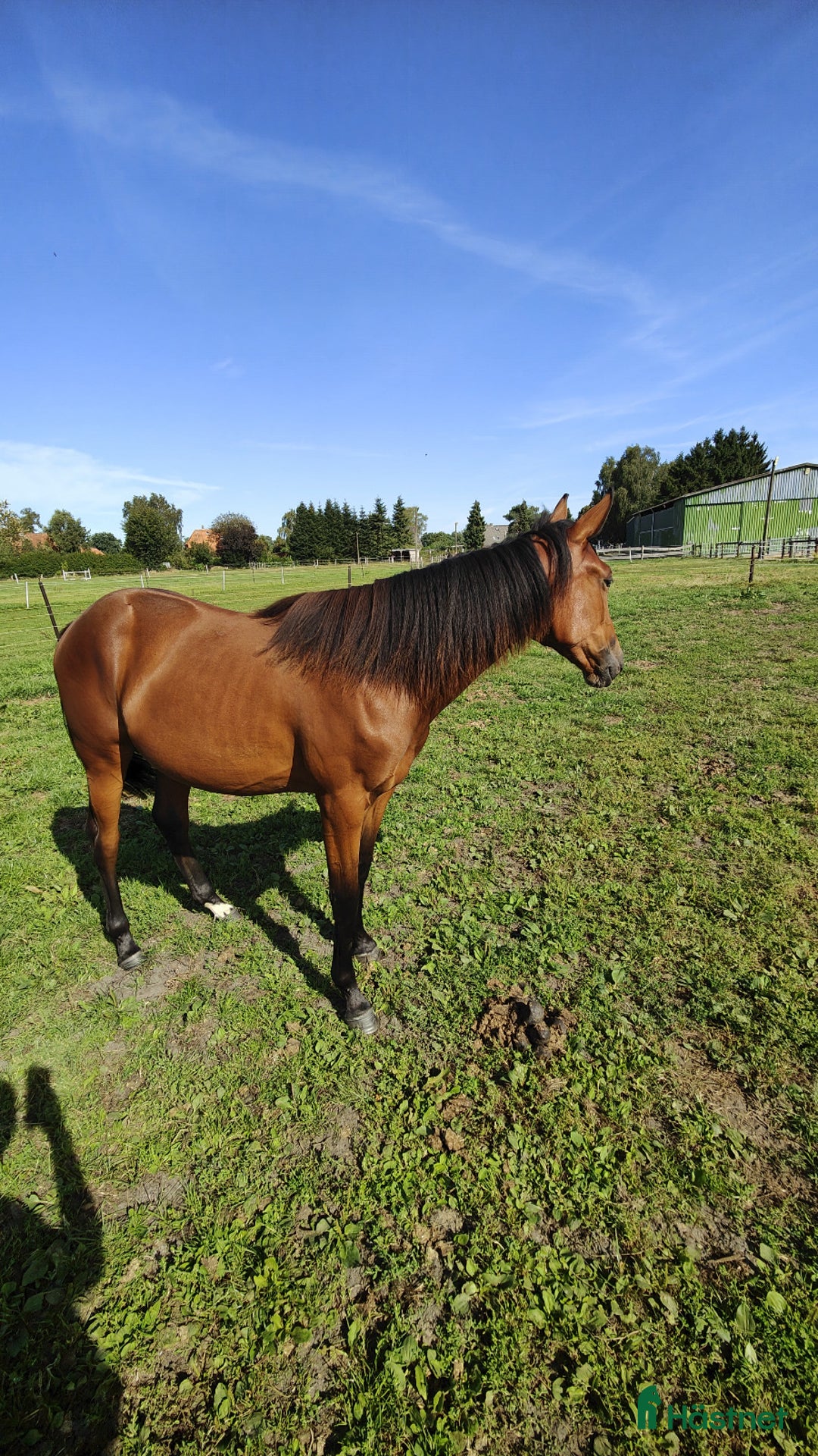 Trav hästar till salu: Sto efter Flocki D’aurcy, Iron Grace Fiona i Malmö - Annons 3