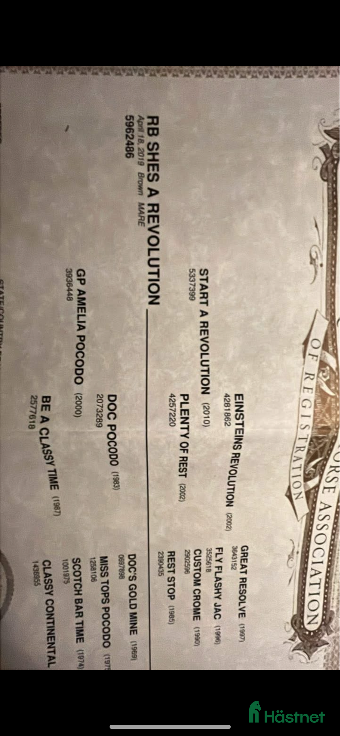 Western hästar till salu: Läromästare  i Häljarp - Annons 5