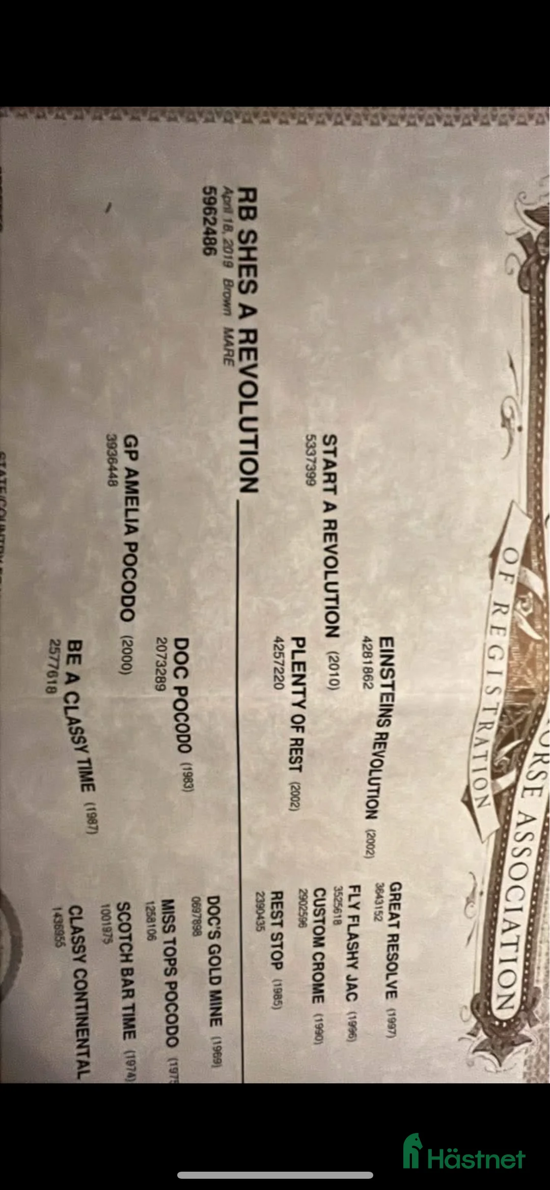 Western hästar till salu: Läromästare  - Annons 5