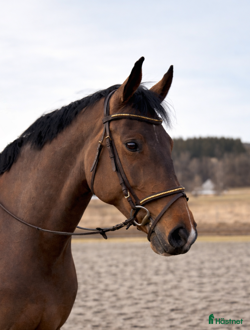  hästar Trevlig allroundhäst/verksamhet  - Annons 9