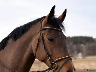 hästar Trevlig allroundhäst/verksamhet - Annons 9