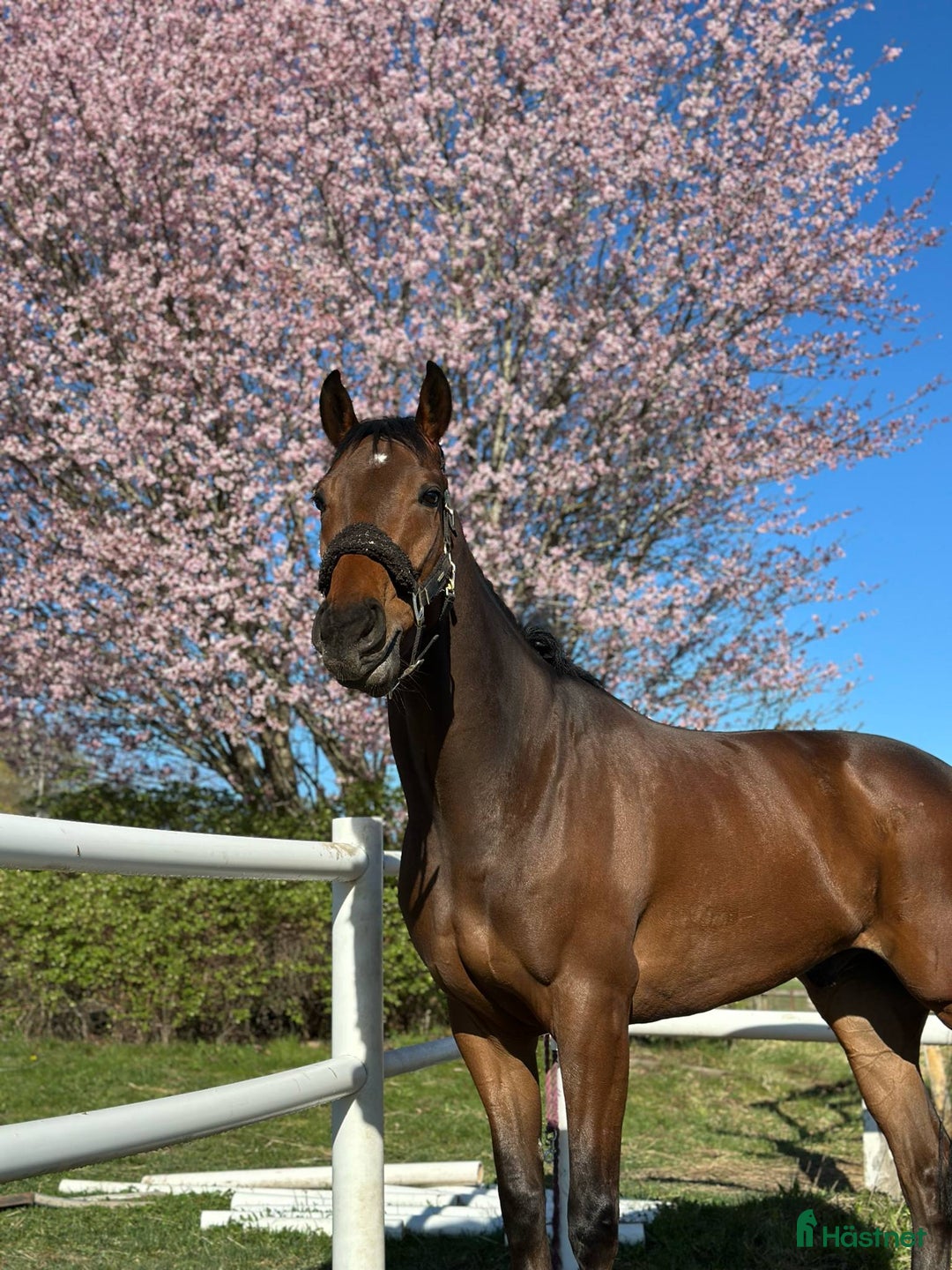 Övrigt hästar till salu: Till Dig med kunskap och tid! i Bälinge - Annons 1