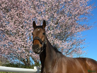 hästar Till Dig med kunskap och tid! i Bälinge - Annons 2