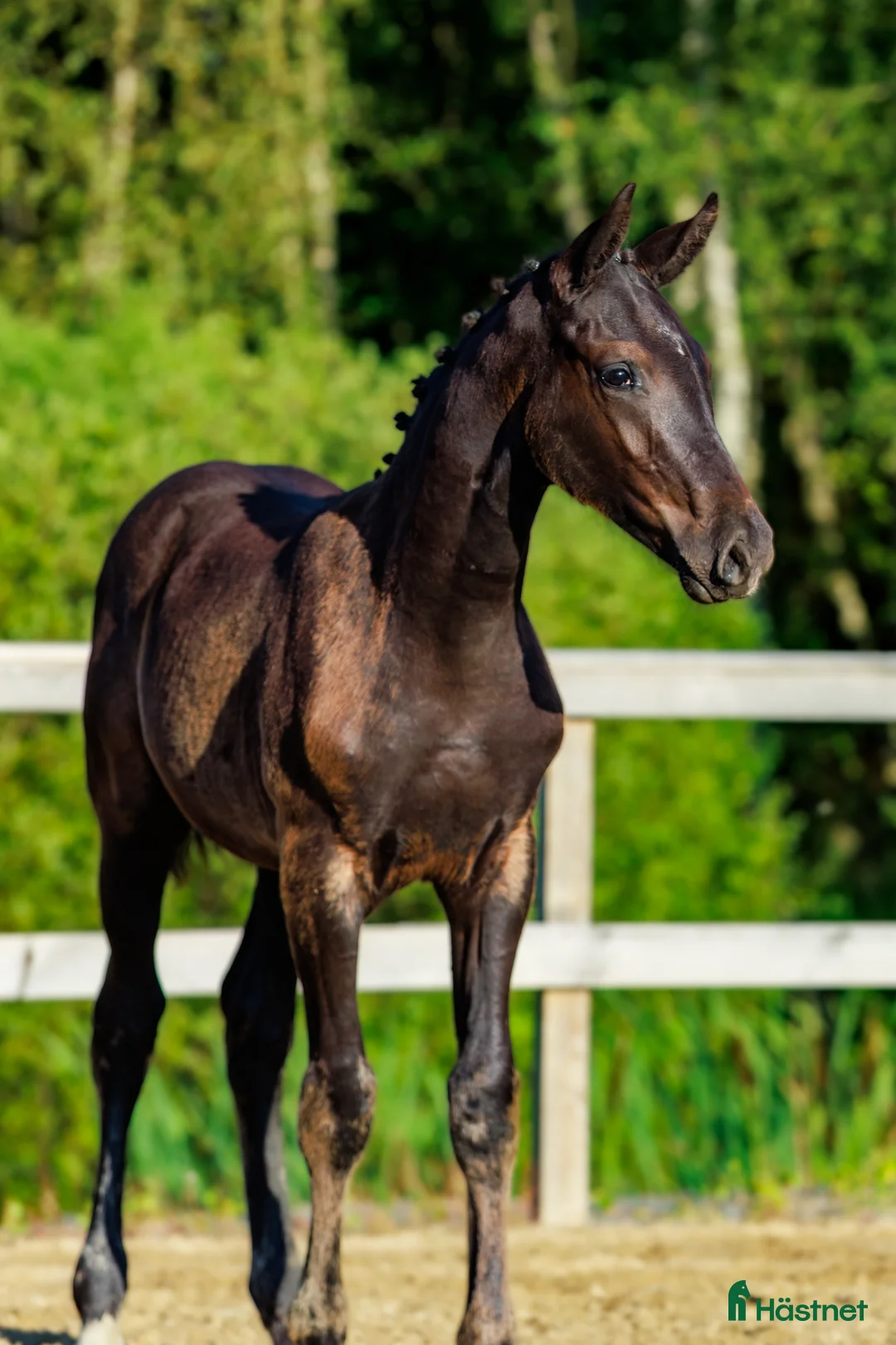 Dressyr hästar till salu: Svart Hingst Föl efter Bon Couer/Fürst Belissaro i Strömstad - Annons 1