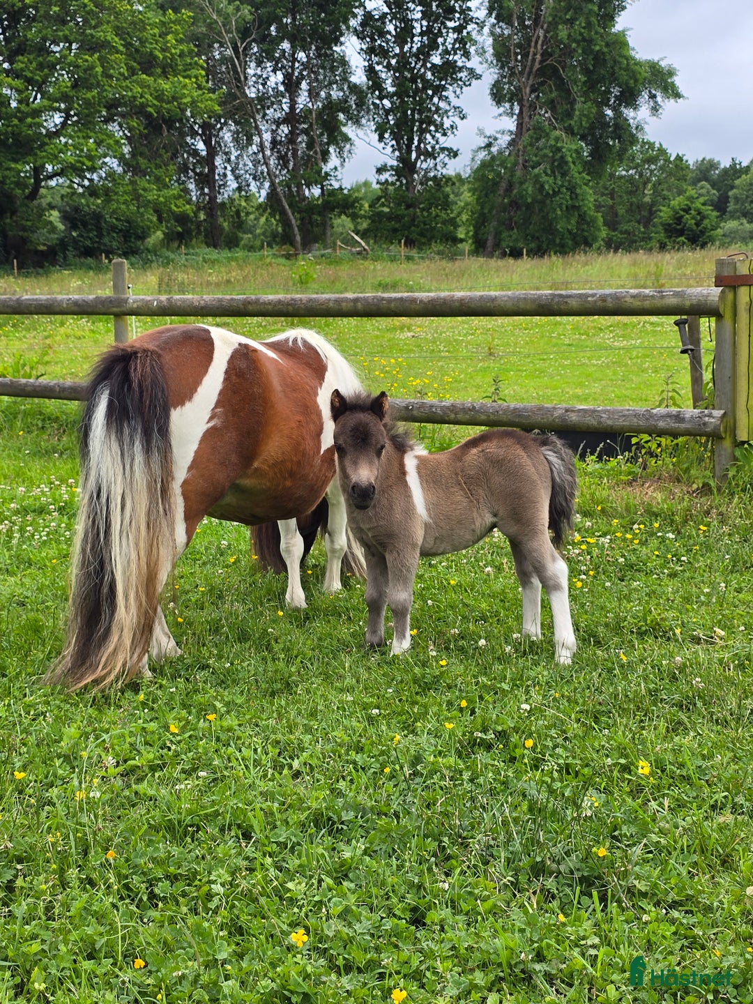 Allround hästar till salu: Bedårande minishetland i Hörby - Annons 12
