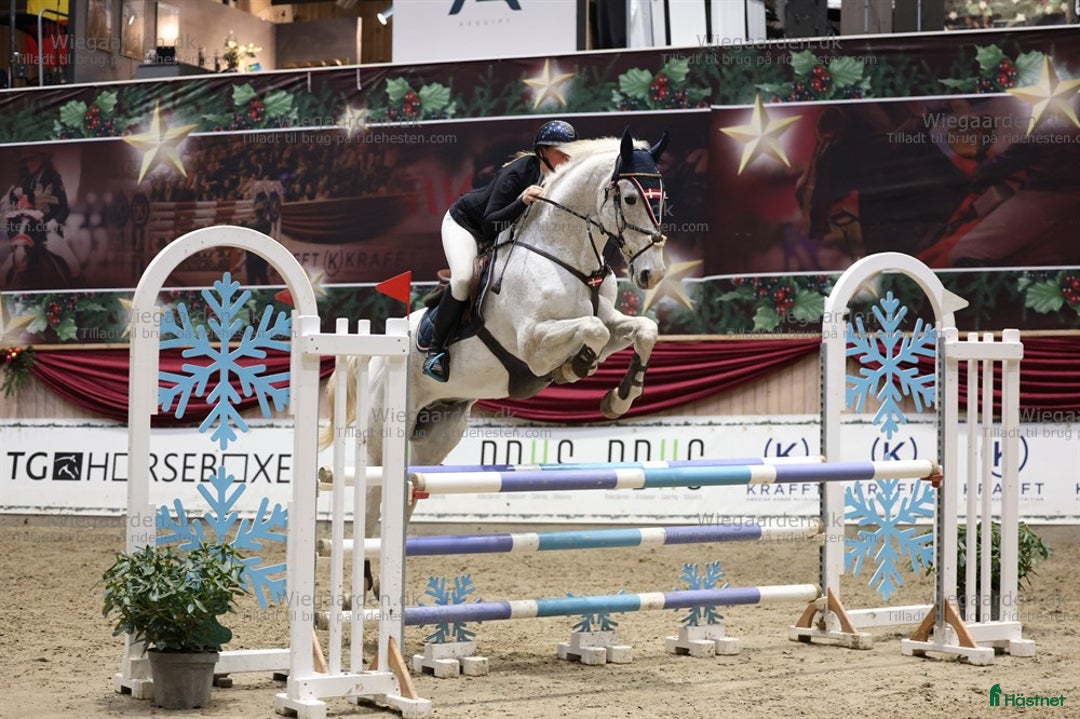 Hoppning hästar till salu: Springhest, Perfekt til children/junior - Annons 2