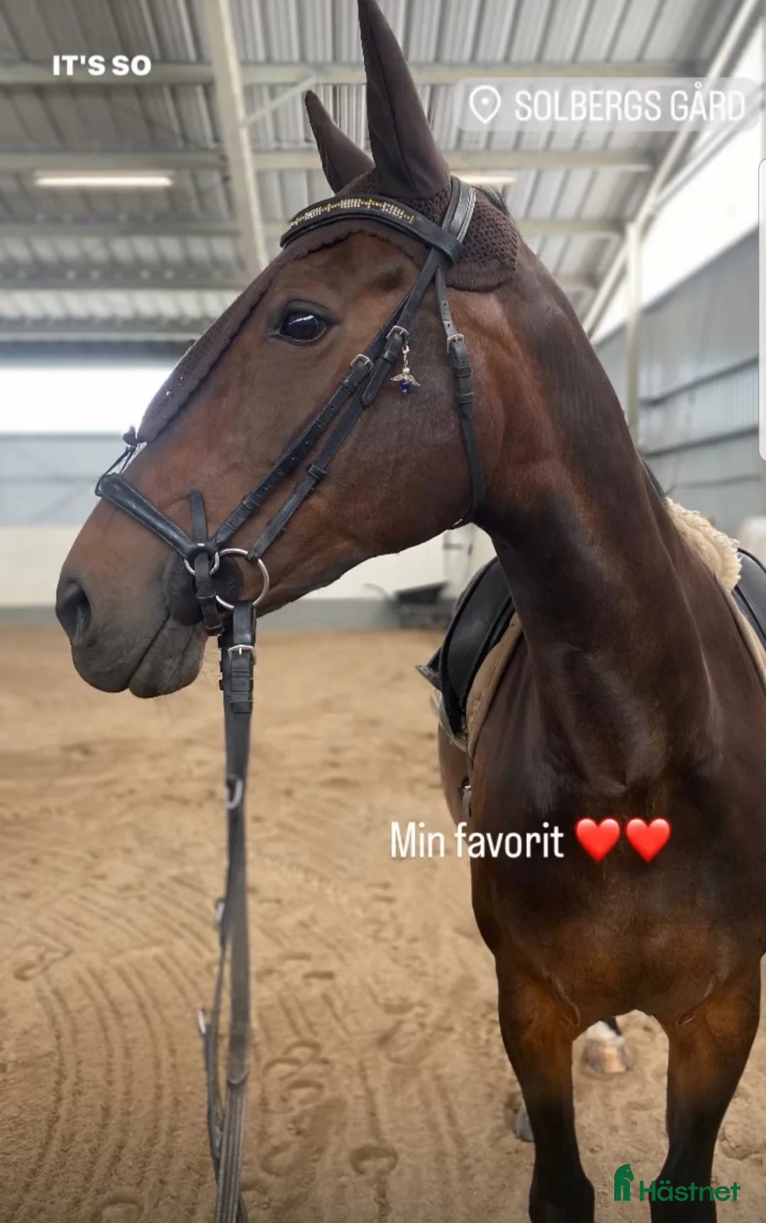  foderhäst finnes: Halvblodssto utlånas på foder.  - Annons 1