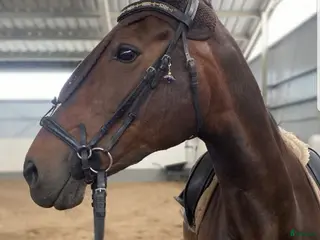 foderhäst Halvblodssto utlånas på foder. - Annons 1