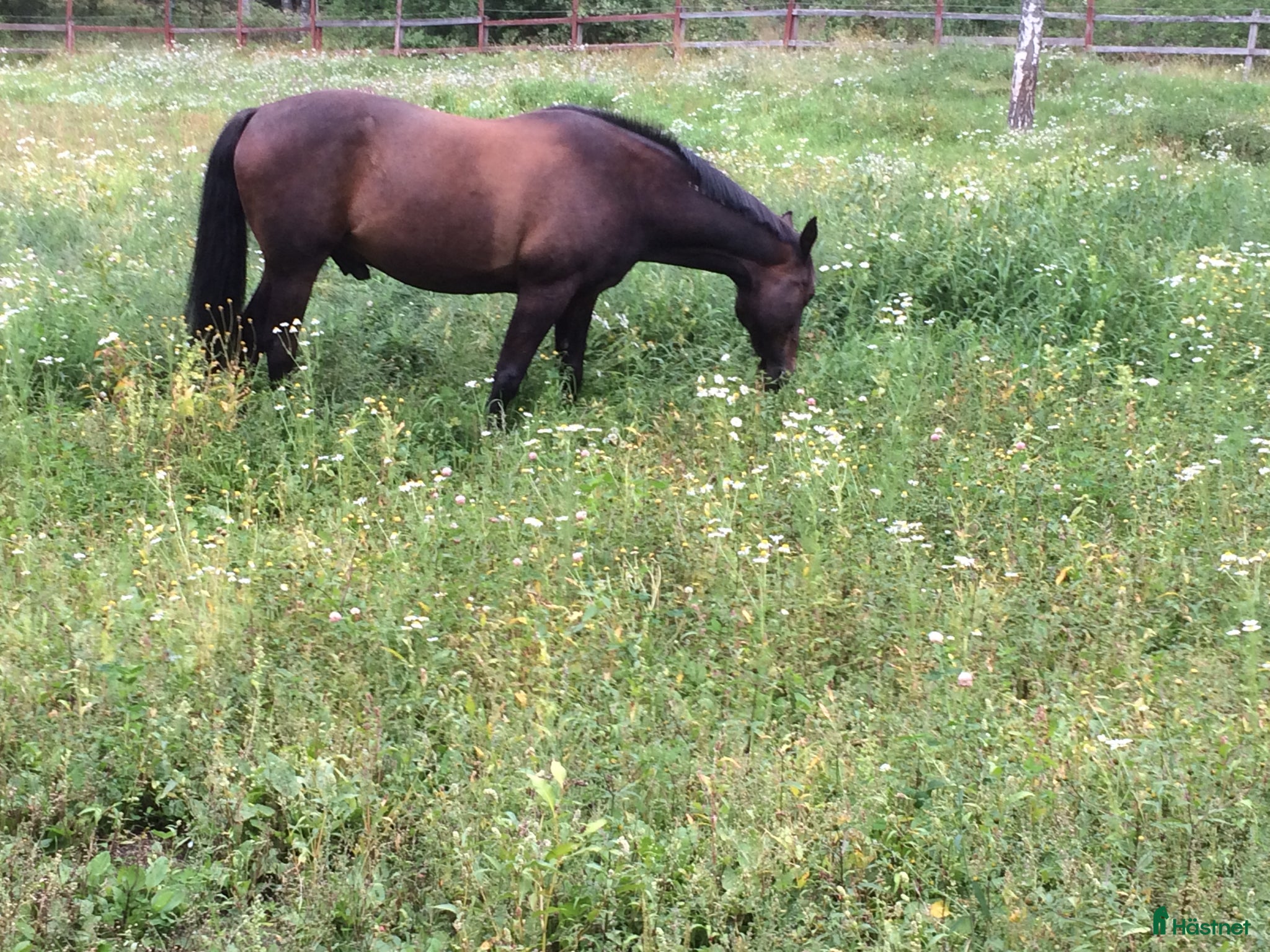  stallplats Liten lösdriftsplats sökes - Annons 7