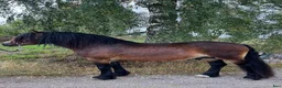 Allround hästar till salu: Nordsvensk hingst – River, född 2013 i Örebro - Annons 3
