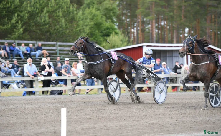  hästar i Veddige - Annons 2