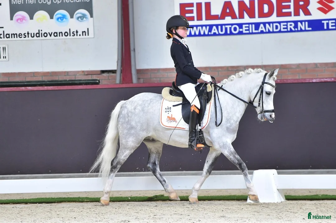 Allround hästar till salu: Drömponny - Annons 6