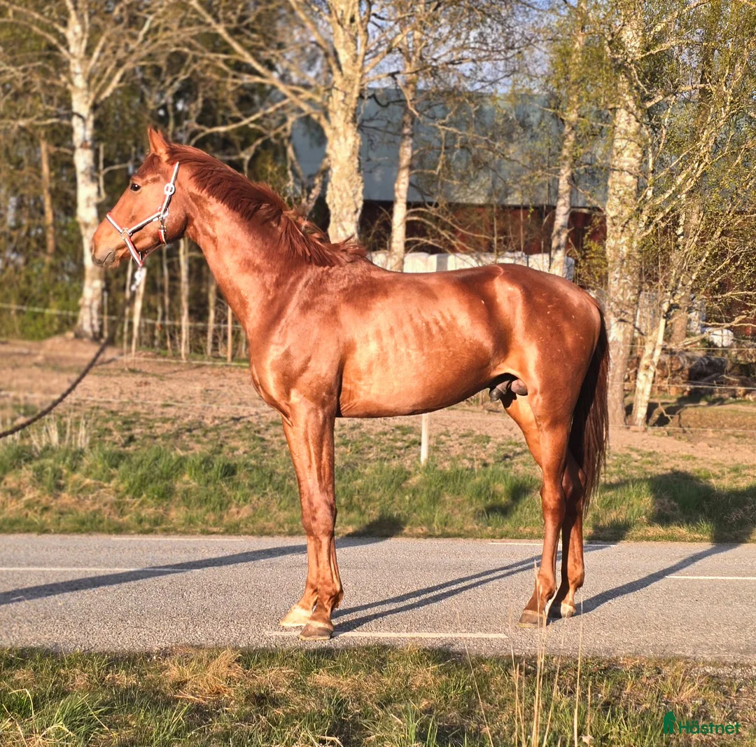 Dressyr hästar till salu: Sportig dressyrkille - Annons 4