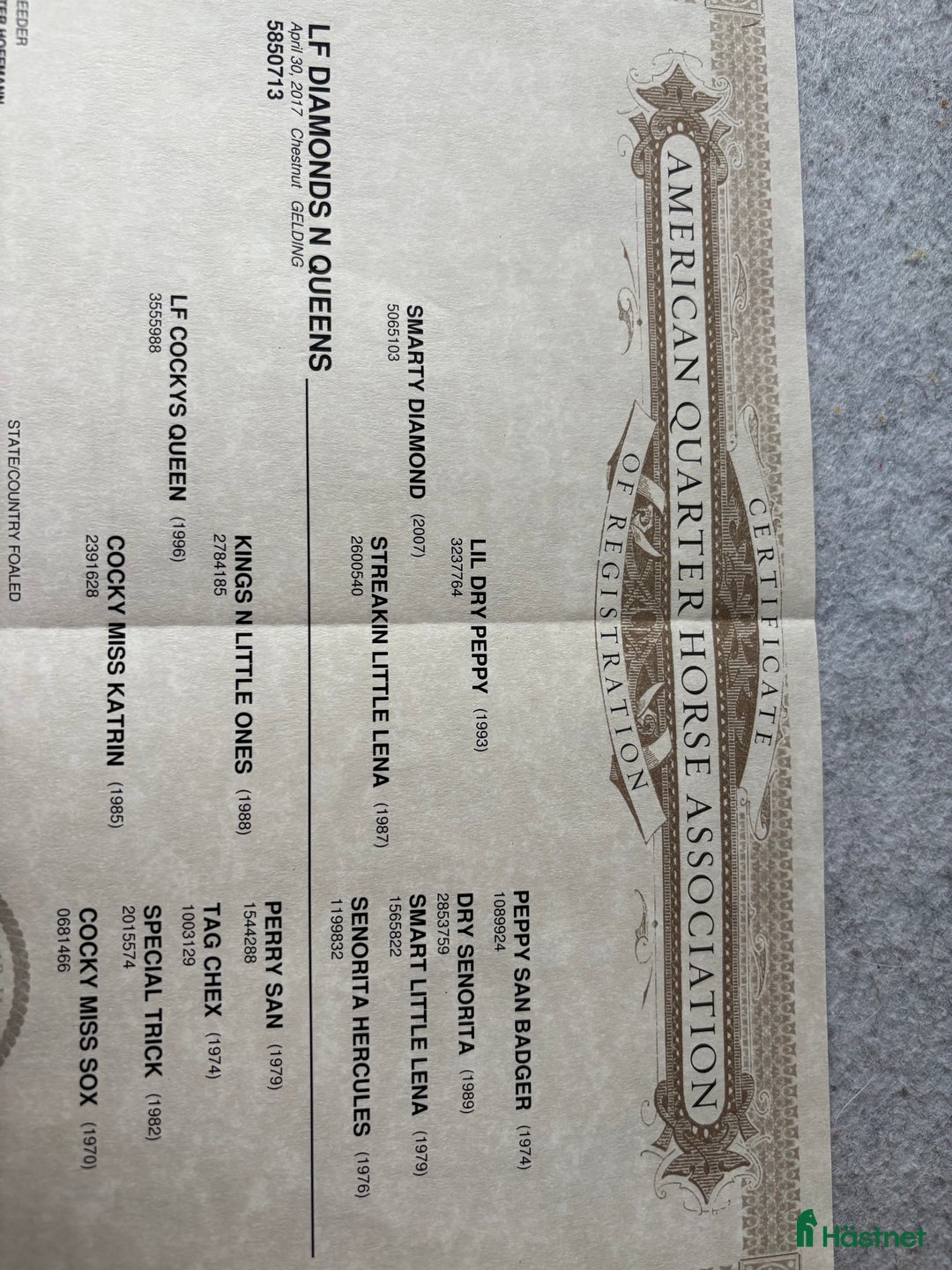 Western hästar till salu: 💎Charmig och välriden tävlingshäst 💎 i Varberg - Annons 7