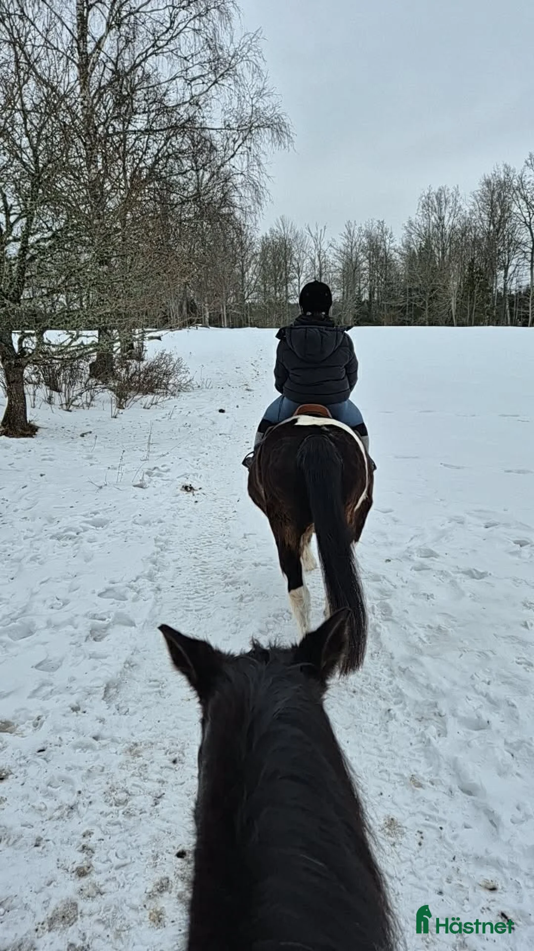 Allround hästar sökes: Foderhäst sökes i Vimmerby - Annons 2