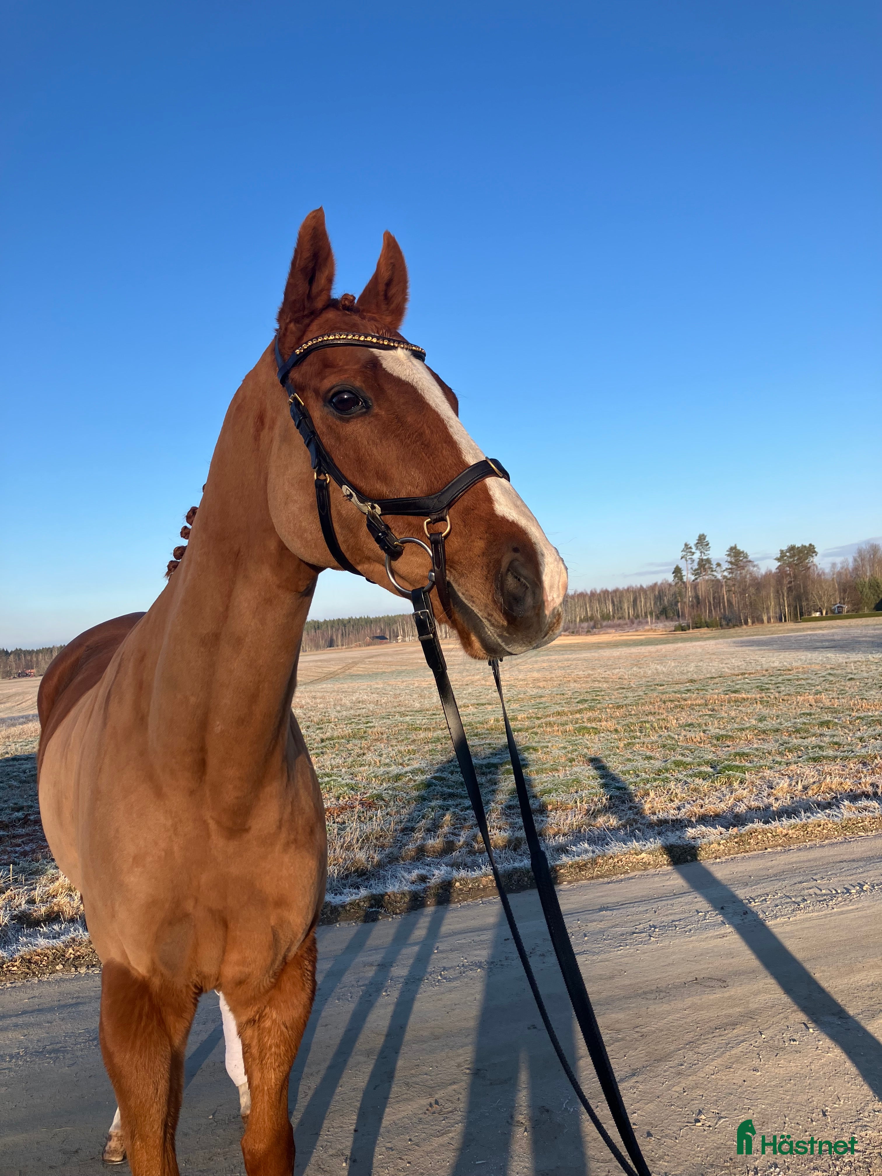  hästar Underbar allround häst i Skara - Annons 17