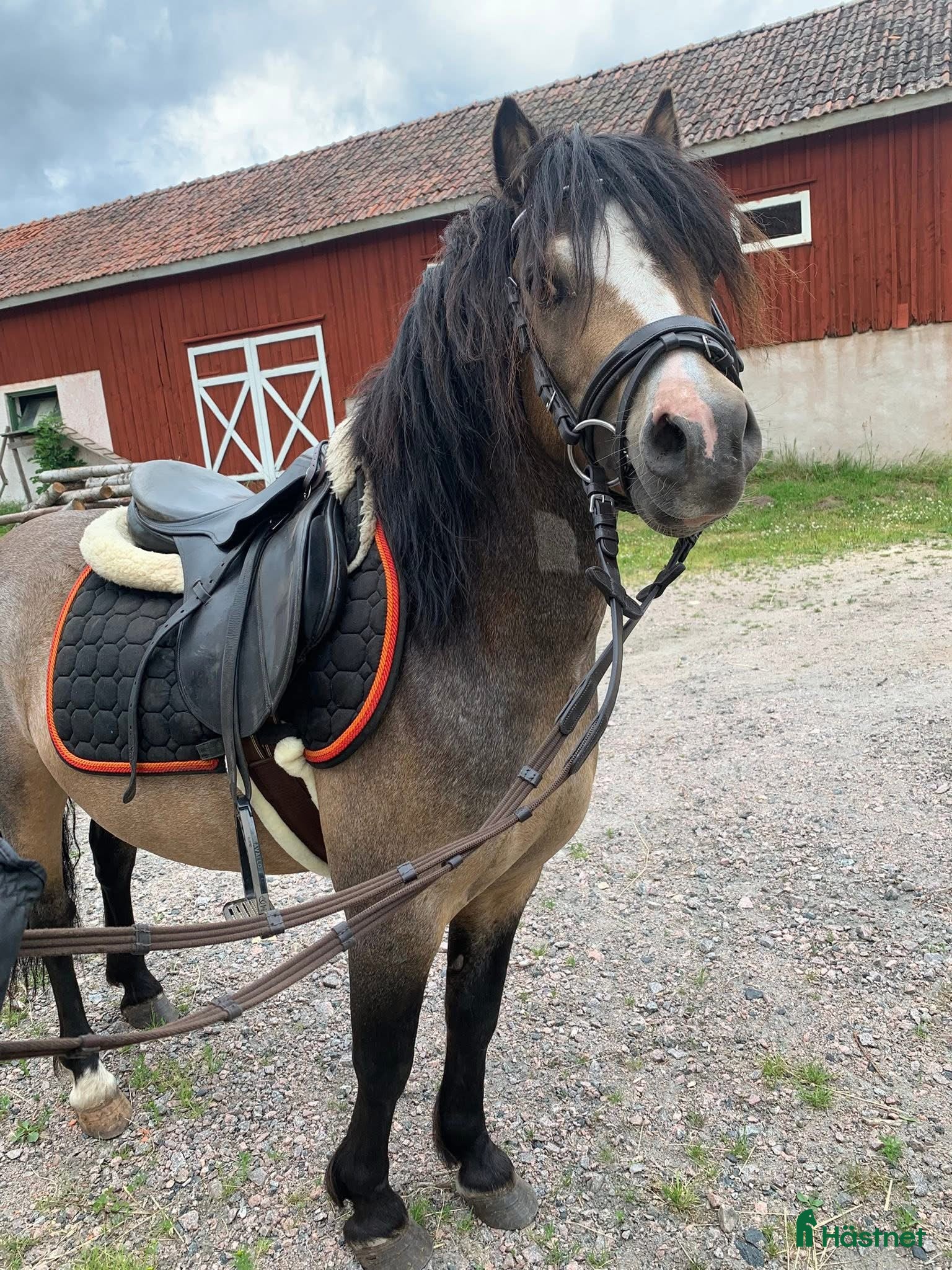  hästar Ett litet charmtroll säljes!  - Annons 15