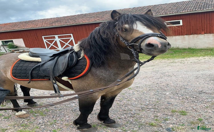  hästar i Varnhem - Annons 2