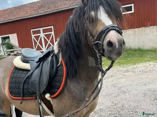 hästar Ett litet charmtroll säljes! - Annons 15