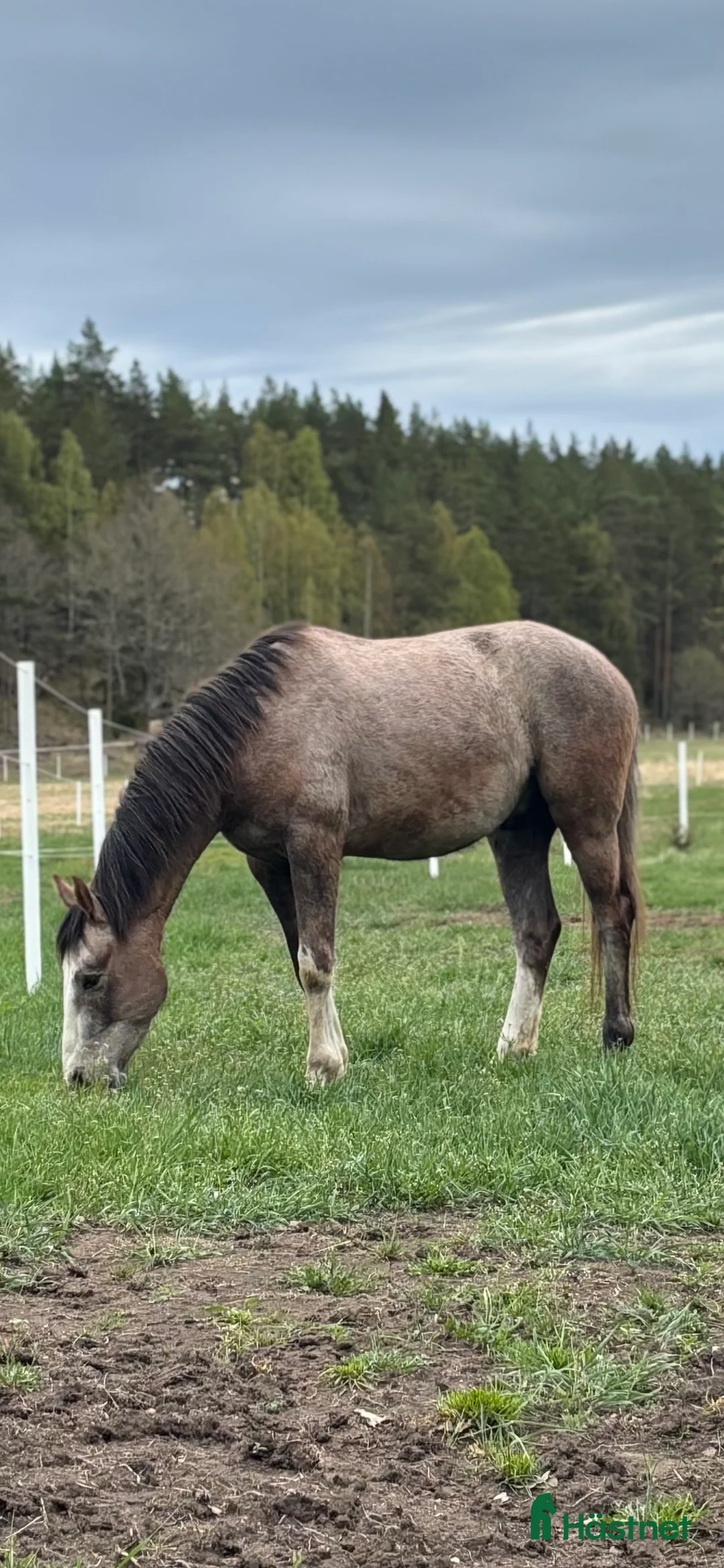 Allround hästar till salu: Snäll swb valack i mindre format i Vikbolandet - Annons 3
