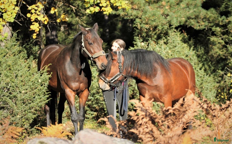  hästar i Österbybruk - Annons 4