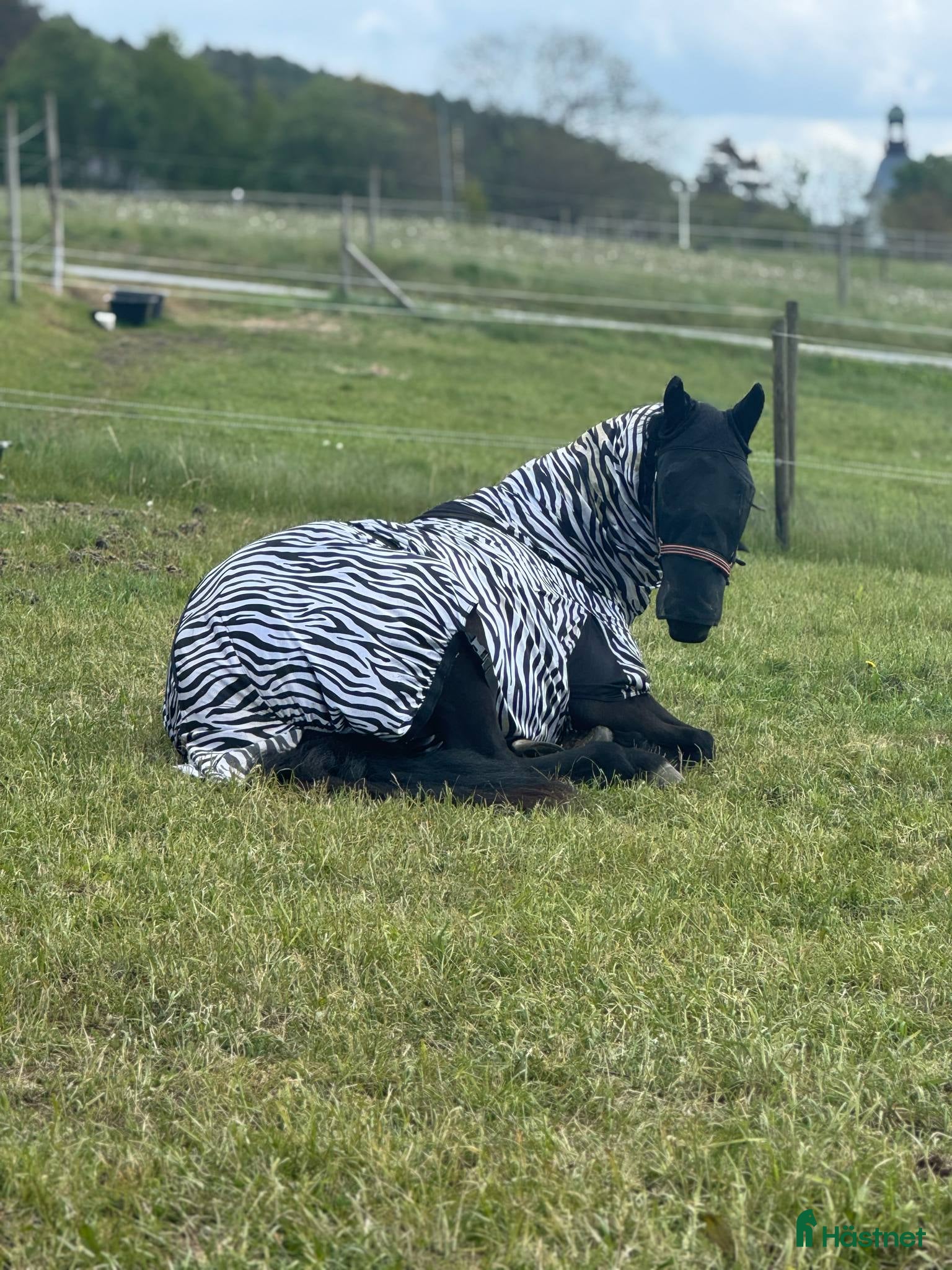  stallplats Stallplats/lösdrft sökes i Kungsbacka - Annons 2