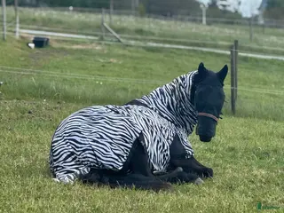 stallplats Stallplats/lösdrft sökes i Kungsbacka - Annons 2