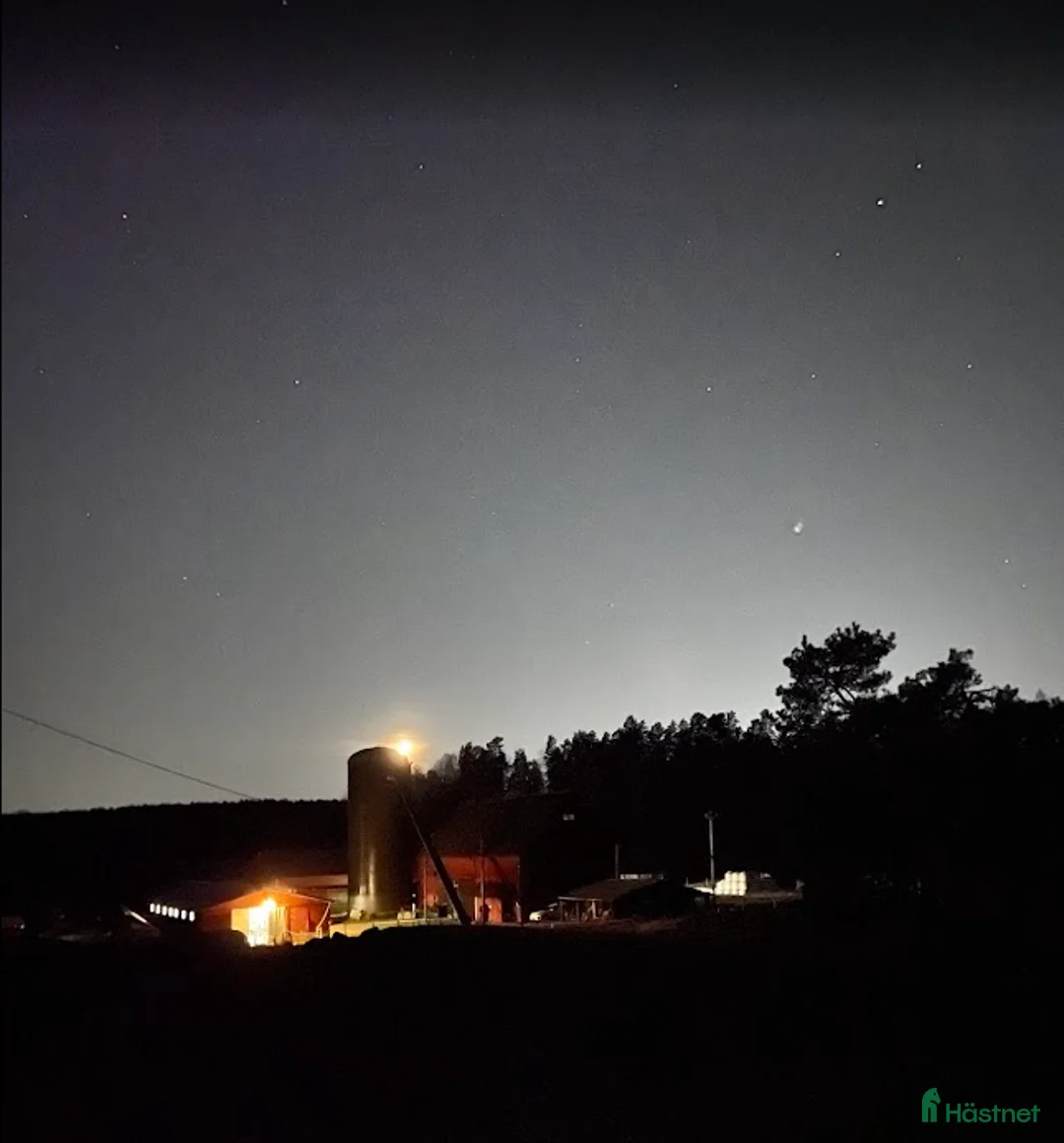  stallplats finnes: Plats ledig i vår islandshästflock på Bogesund i Åkersberga - Annons 6