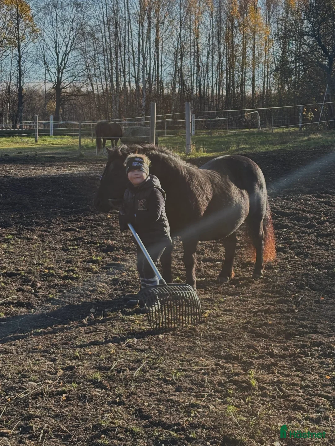 Allround hästar sökes: A eller B ponny sökes! - Annons 2