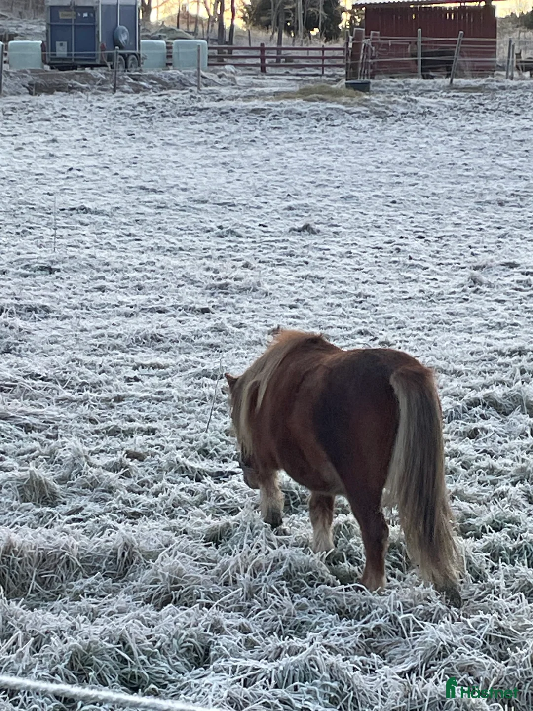 Övrigt hästar till salu: Lovande hingstämne i Borlänge - Annons 2